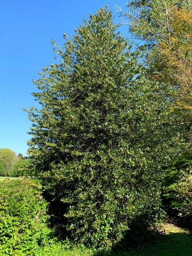 Illustration botanique du houx commun (Ilex aquifolium)