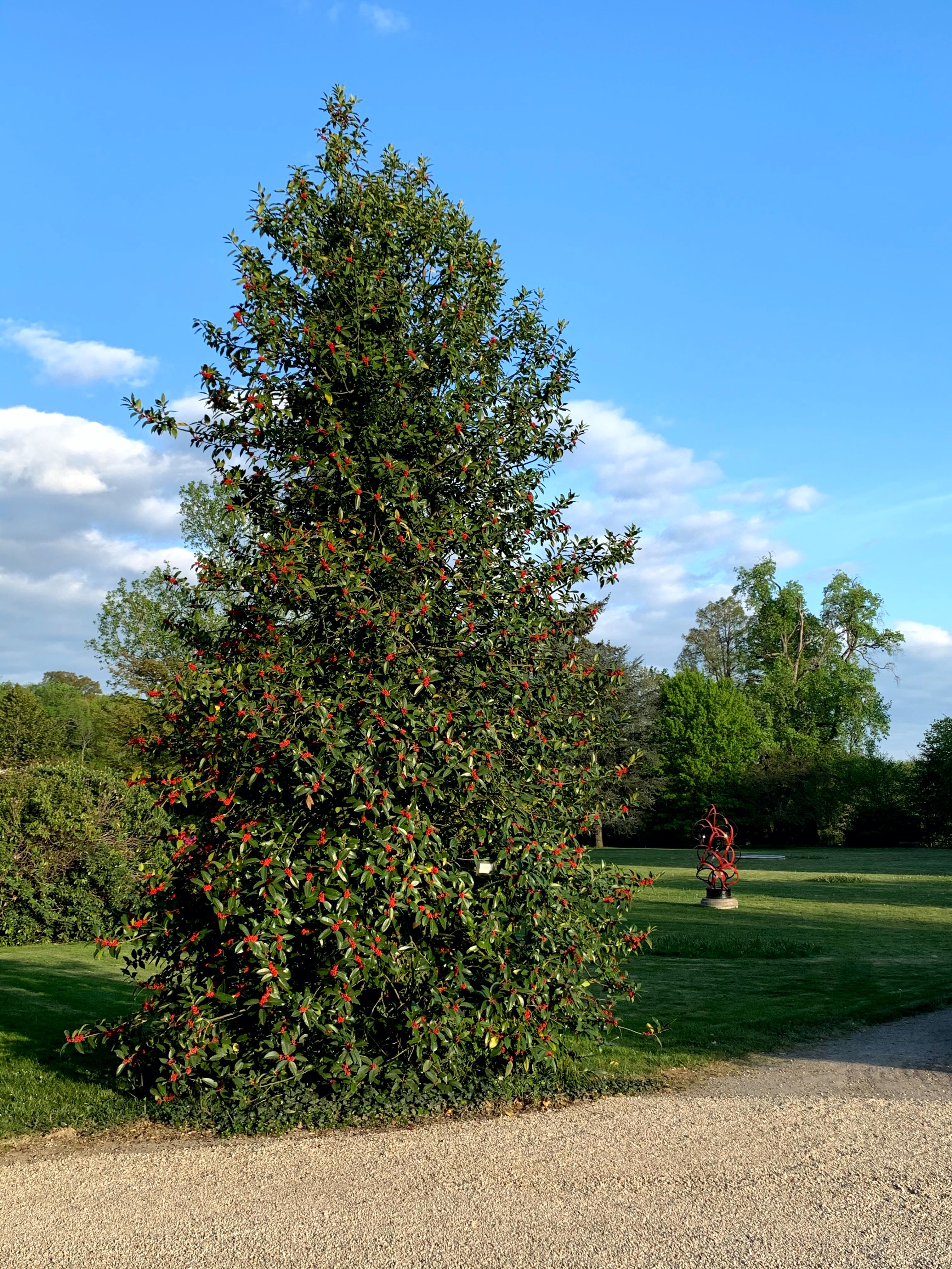 Houx à feuilles de châtaignier au Domaine de la Garde