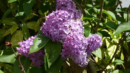 Lilas commun en fleurs dans un jardin