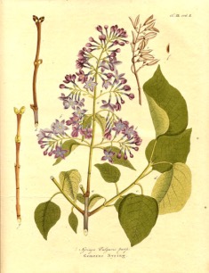 Fleurs de lilas commun (Syringa vulgaris) en gros plan
