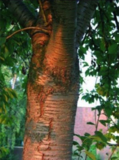 Tronc caractéristique du merisier (Prunus avium)