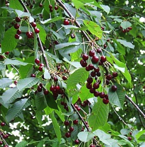 Fruits du merisier (Prunus avium)
