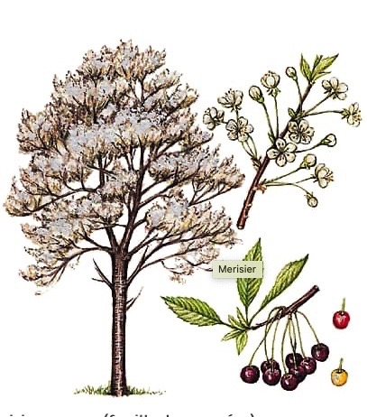 Illustration botanique du merisier
