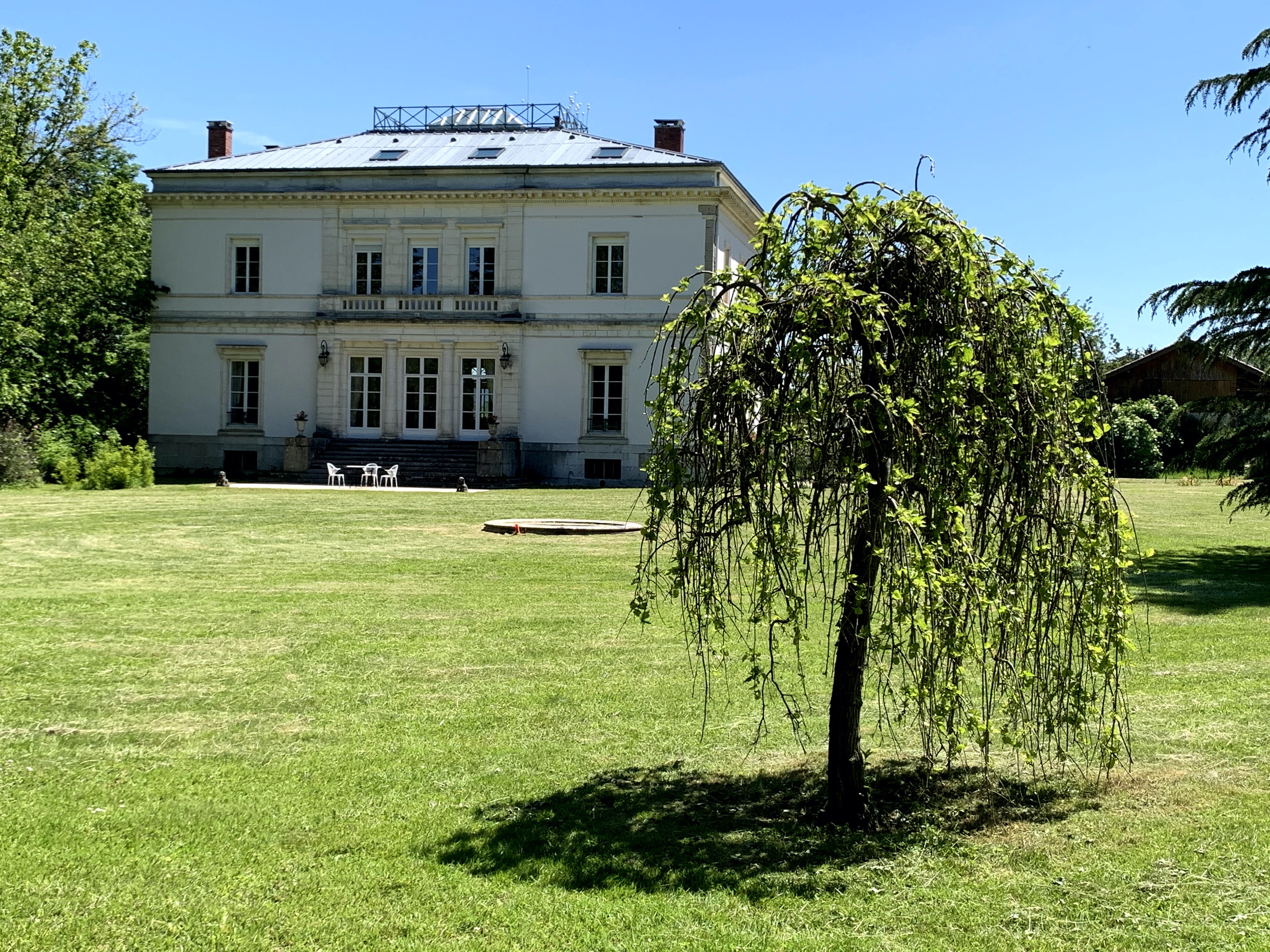 Mûrier pleureur au Domaine de La Garde
