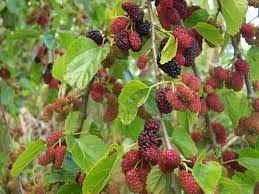 Fruits du mûrier blanc (Morus alba)
