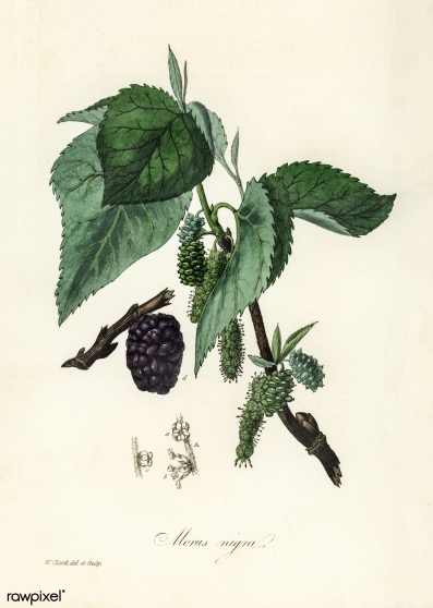 Illustration botanique du mûrier noir (Morus nigra)