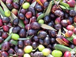 Olives (Olea europaea)