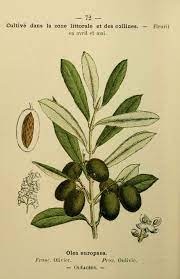 Illustration botanique de l'olivier (Olea europaea)