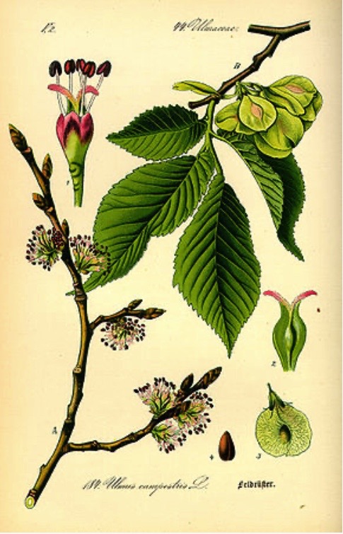 Illustration botanique de l'orme champêtre (Ulmus minor)