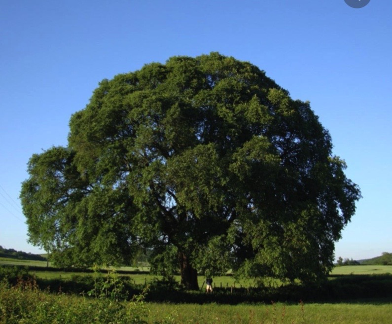Orme champêtre (Ulmus minor)