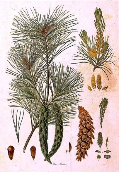 Illustration botanique du pin blanc (Pinus strobus)