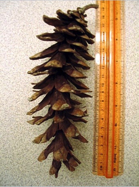 Cône du pin blanc (Pinus strobus)