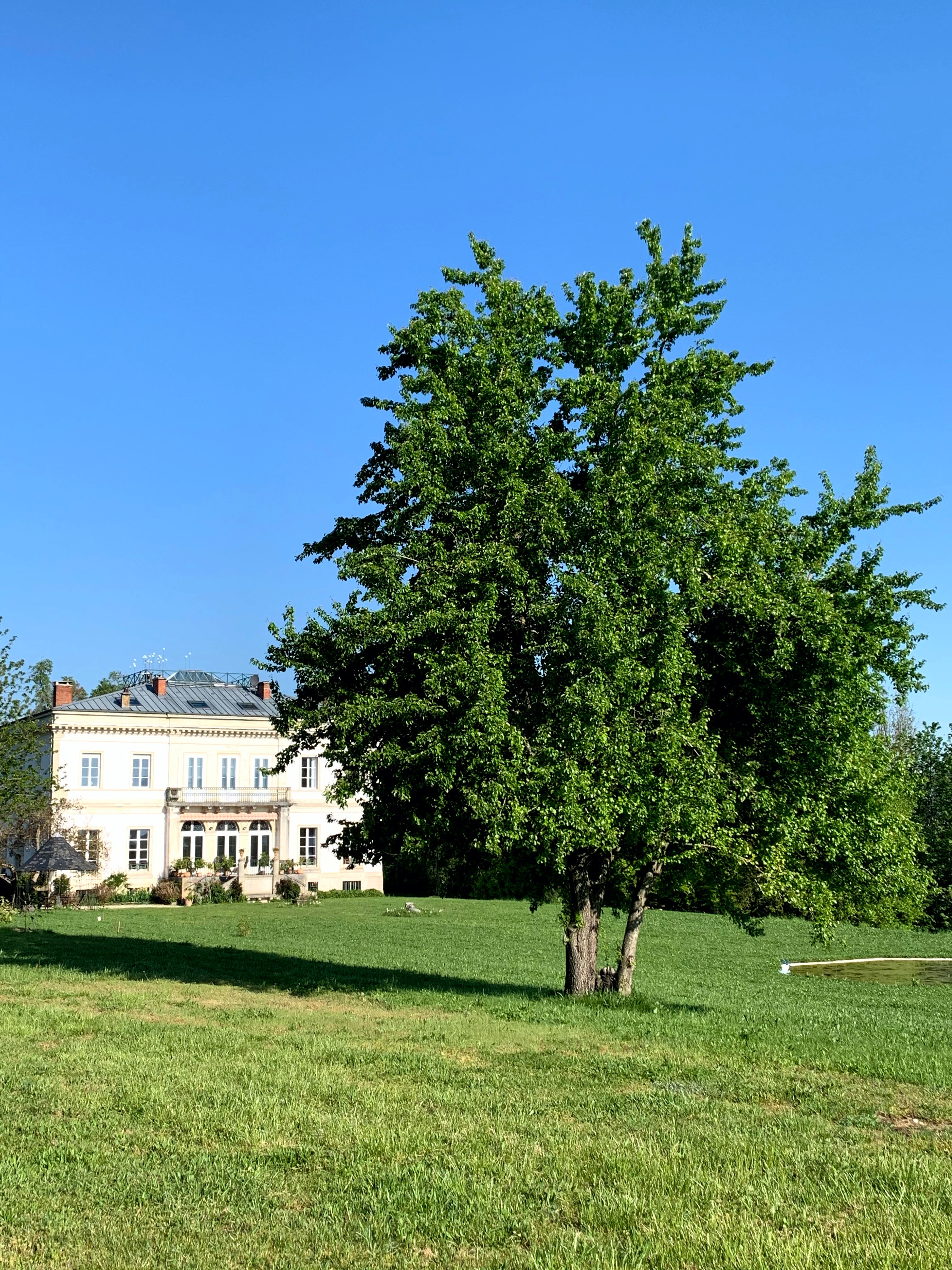 Poirier commun au Domaine de La Garde