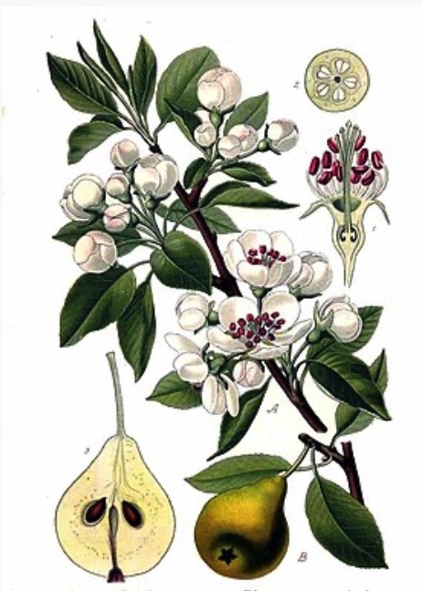 Illustration botanique du poirier commun (Pyrus communis)