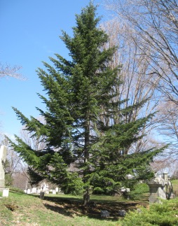 Sapin commun dans un cimetière