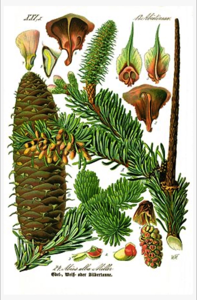 Planche botanique du sapin commun (Abies alba)