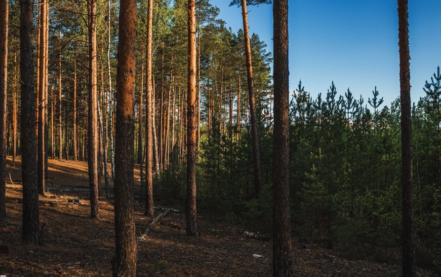 Forêt de sapins de Douglas