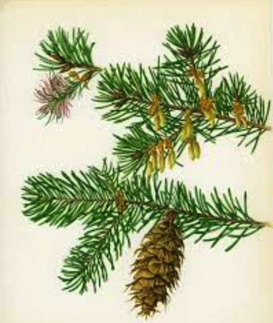 Illustration botanique du sapin de Douglas (Pseudotsuga menziesii)