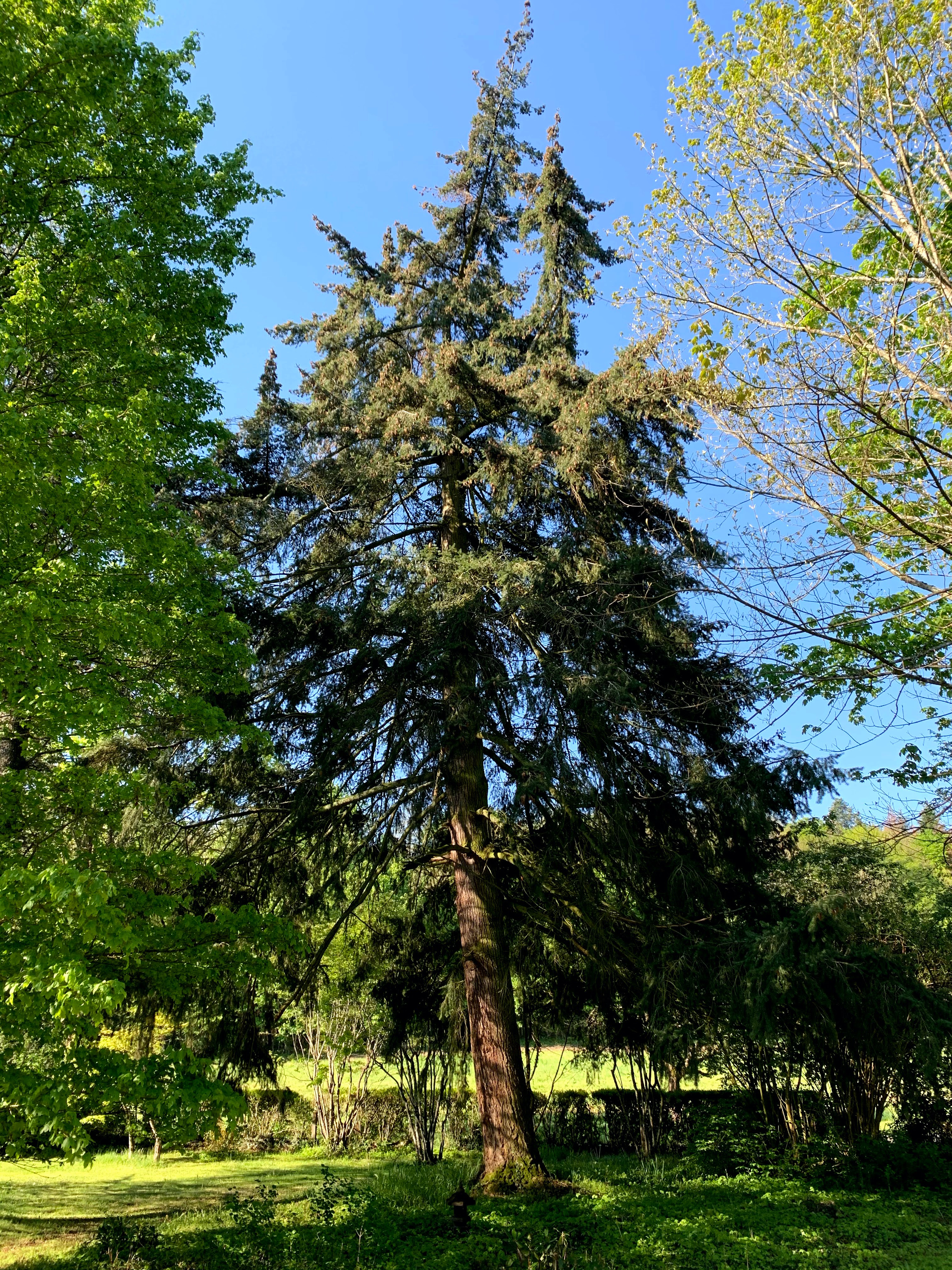 Sapin de Douglas au Domaine de La Garde