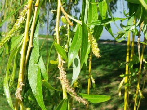 Chatons du saule pleureur
