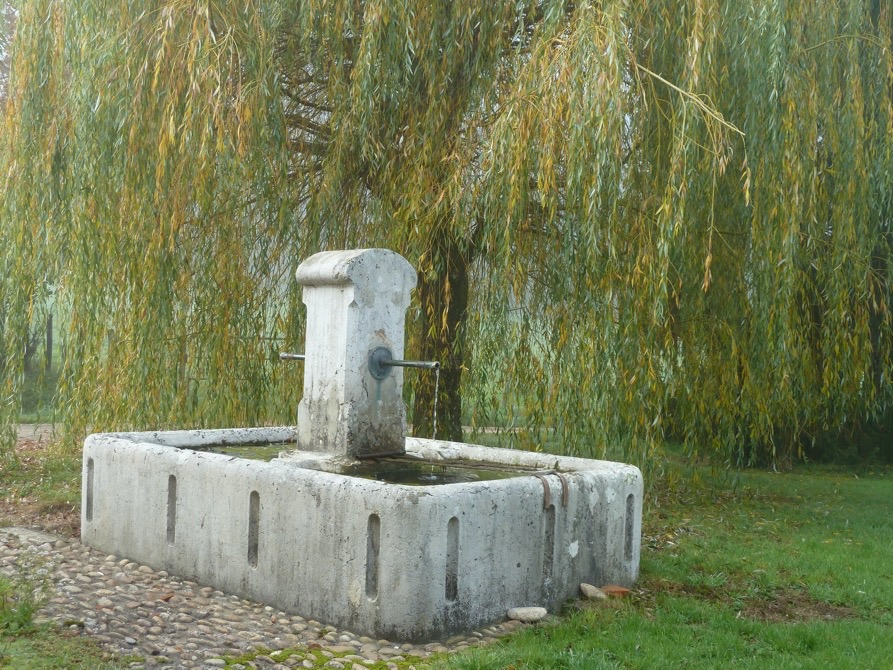 Saule pleureur au Domaine de La Garde