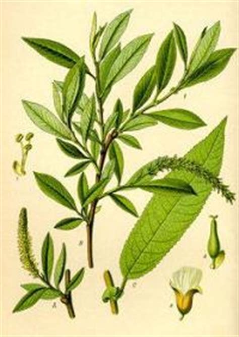 Illustration botanique du saule pleureur (Salix babylonica)