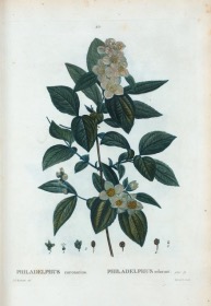 Illustration botanique du Philadelphus coronarius