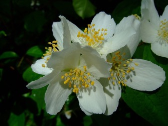 Fleurs du seringa commun (Philadelphus coronarius)