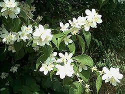 Seringa commun en fleurs