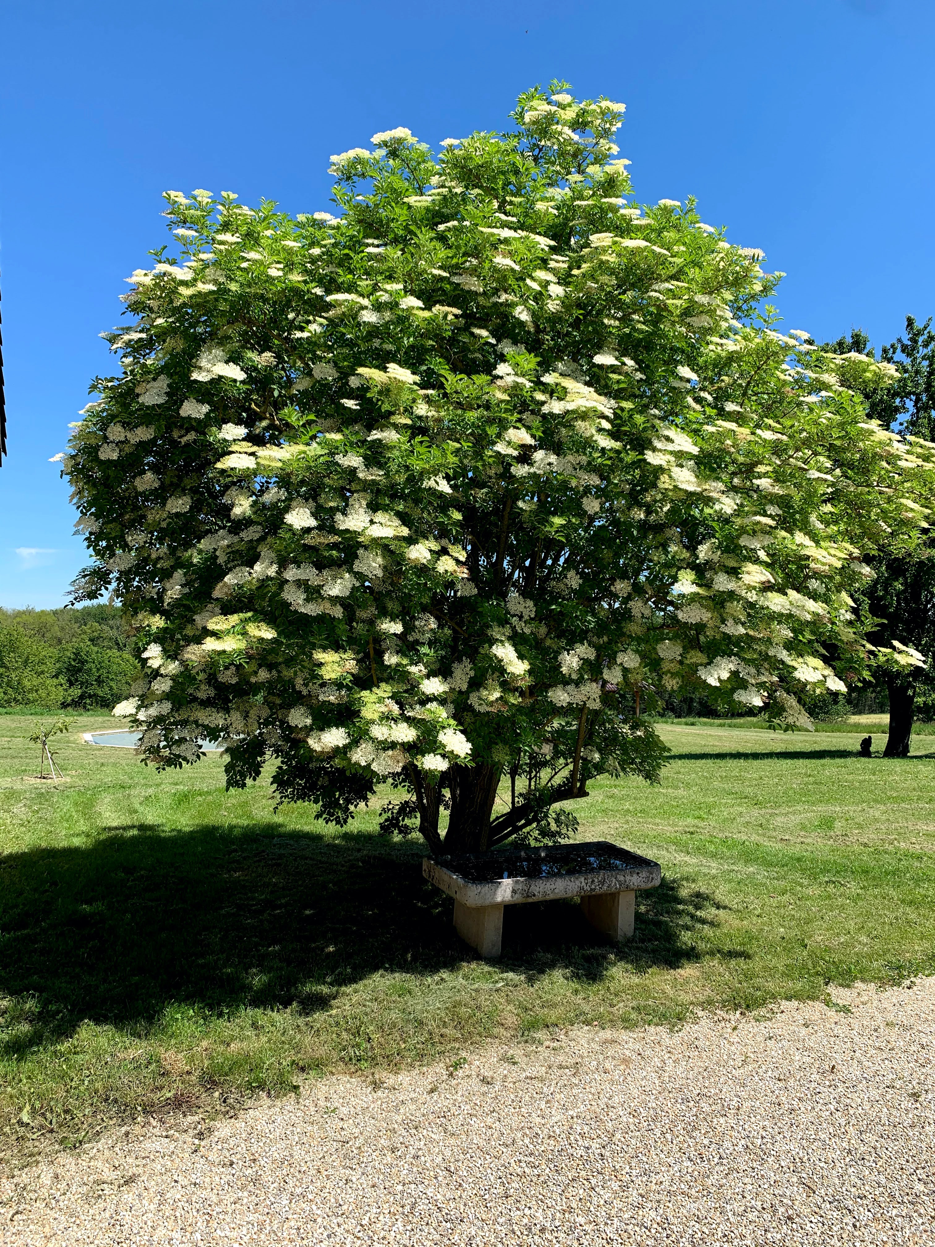 Sureau noir en fleurs au Domaine de La Garde