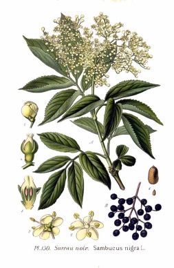 Illustration botanique du sureau noir (Sambucus nigra)