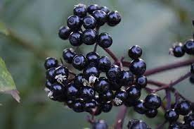 Baies du sureau noir (Sambucus nigra)