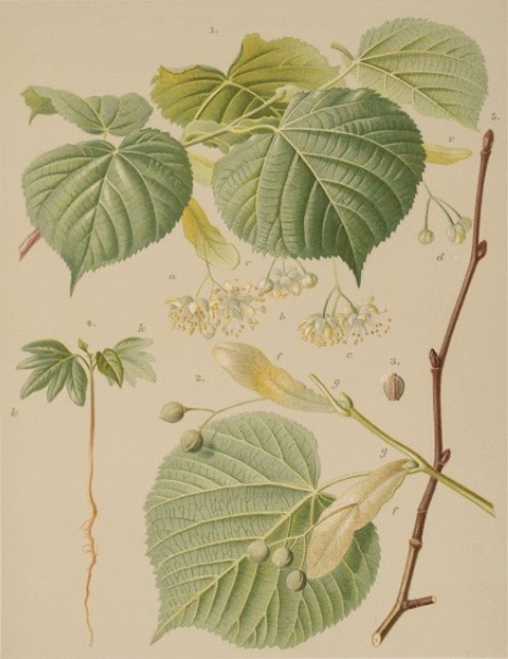 Illustration botanique du tilleul à grandes feuilles