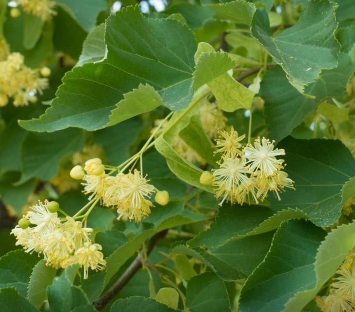Fleurs de tilleul (Tilia cordata)