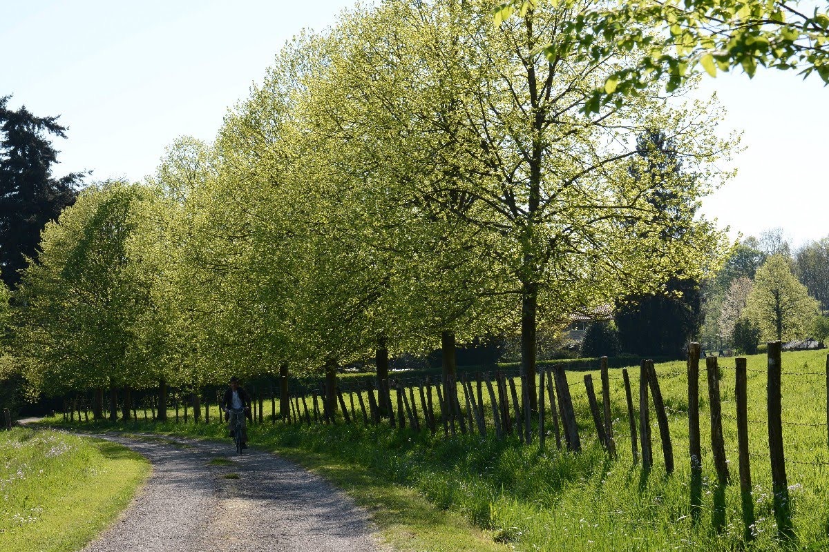 Allée de tilleuls à petites feuilles