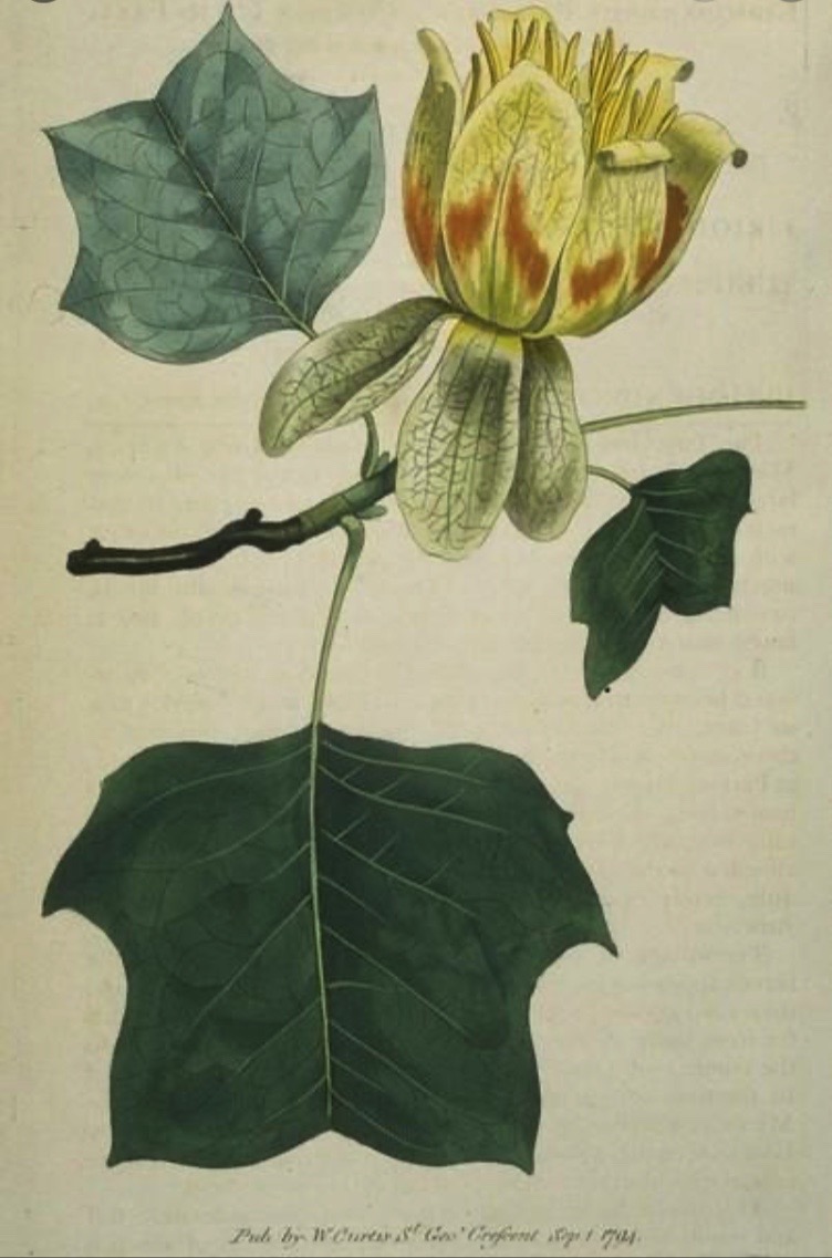 Illustration botanique du tulipier de Virginie (Liriodendron tulipifera), 1784