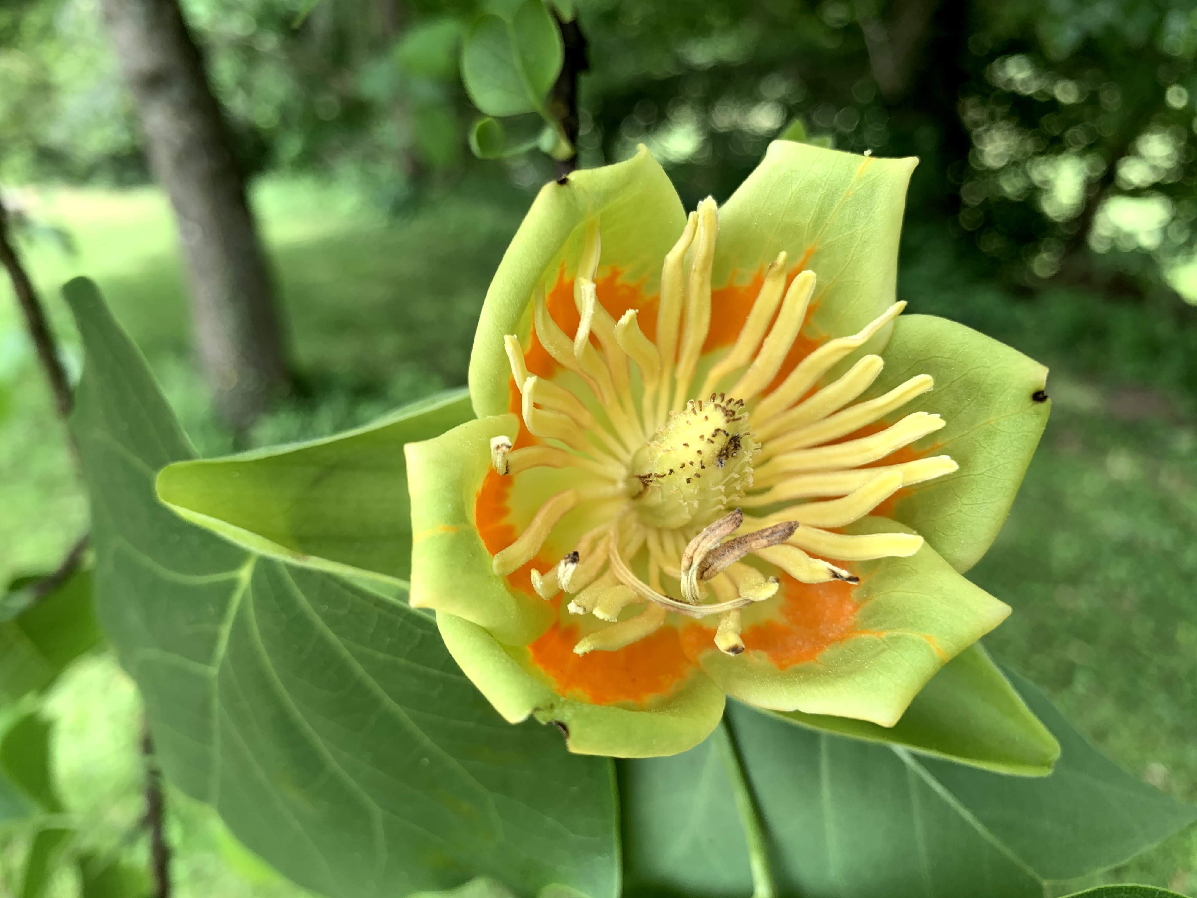 Fleur de tulipier de Virginie au Domaine de La Garde