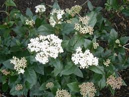 Laurier-tin en fleurs (Viburnum tinus)