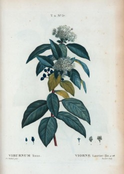 Illustration botanique du laurier-tin (Viburnum tinus)