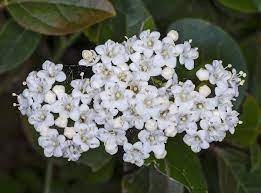 Fleurs du laurier-tin (Viburnum tinus)