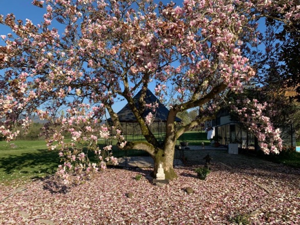 Magnolia de Soulange en fleurs au Domaine de La Garde