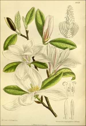 Illustration botanique du Magnolia soulangeana