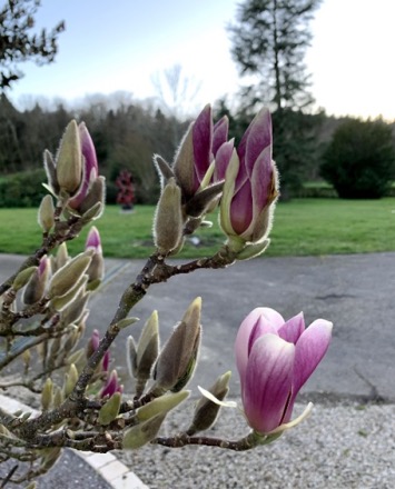 Boutons floraux du magnolia de Soulange